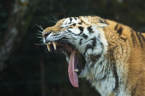 Face view of a tiger. Head Of A Tiger With Open Mouth. Stock Photo - Image of ...