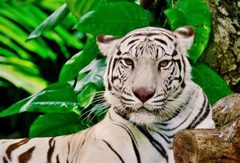 Por Qu El Tigre Blanco Est En Peligro De Extinci N Resumen