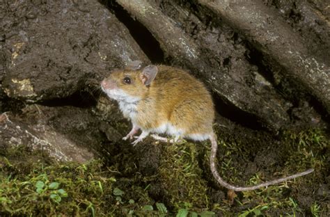 Types Of Mice In The Uk Mouse Identification And Facts Pest Defence