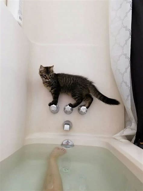 40 Hilarious Photos Of Cats In Unexpected Situations
