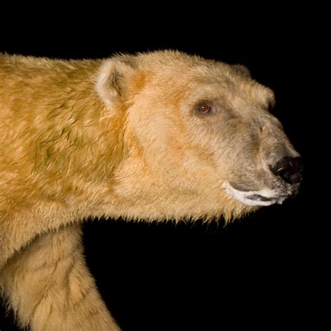Owner of dahlberg's taxidermy in wasilla, alaska shows how to properly skin a black bear for future use. Polar Bear | National Geographic