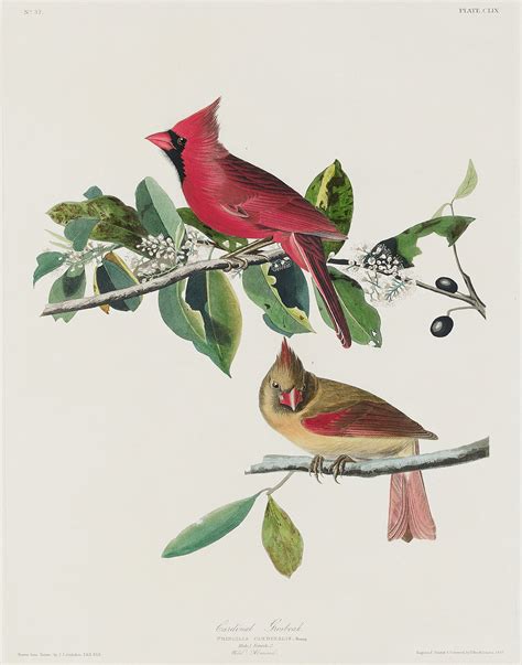 John James Audubon Most Famous Paintings View Painting