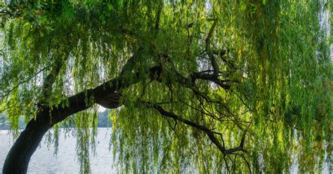 Everything You Need To Know About Weeping Willow Trees