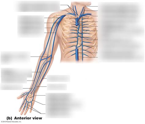 Upper Extremity Venous System