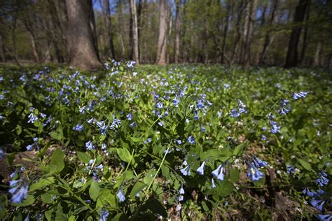 25 Of The Most Gorgeous Spring Wildflower Hikes Virginias Travel Blog