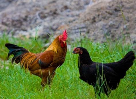 Maybe you would like to learn more about one of these? Inilah 10 Hewan Peliharaan yang Paling Banyak di Pelihara ...