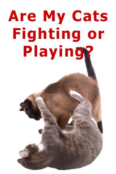 37 Hq Images Are My Cats Playing Or Fighting How Can I Tell If My Cats Are Just Playing Or