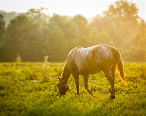 Wallpaper Horse Eating Grass 1920x1200 Hd Picture Image