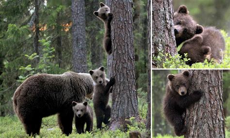 Bear Cubs Snapped Playing Hide And Seek And Climbing Trees In Finland Cute Cubs Bear Bear Cubs