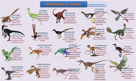 Evolución De Las Aves