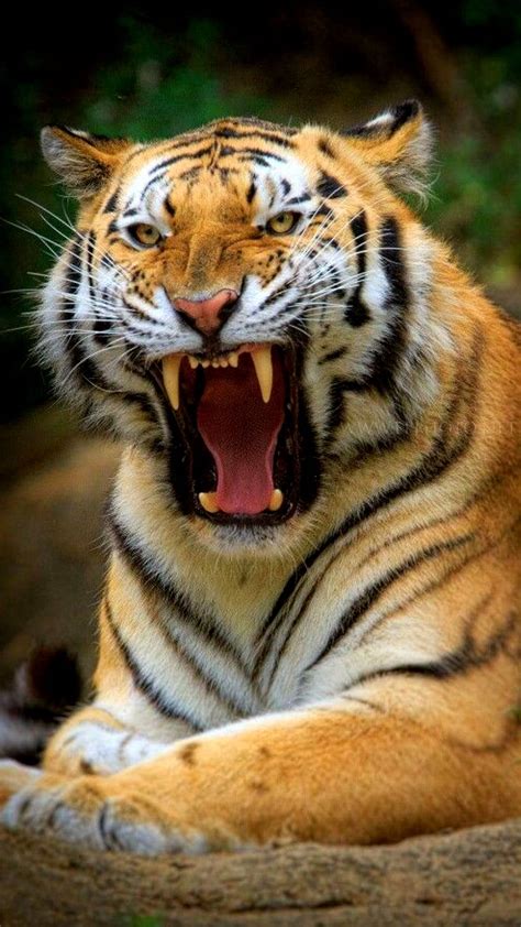 Angry Bengal Tiger Wallpaper