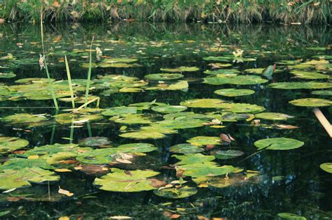 Free Stock Photo Of Grass Lily Pads Pond
