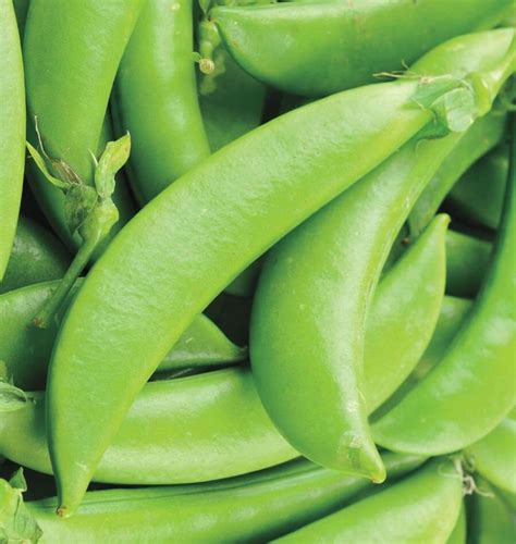 Snow Peas And Sugar Snap Peas Permablitz Melbourne