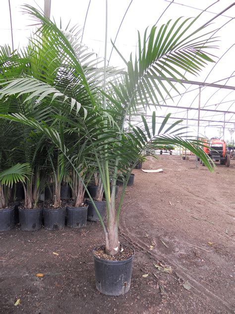 Miami Tropical Plants Tropical Plant Company In Miami
