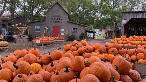 On The Farm These Middle Tennessee Pumpkin Patches Are The Perfect Fall Getaway Wztv