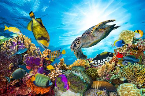 Marine Ecosystems Survive After Dramatic Mass Extinctions