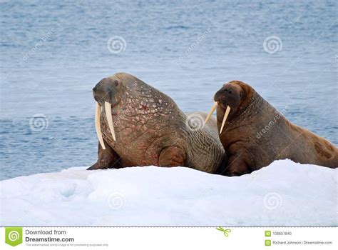 Walruses Near Freemansund Spitsbergen Arctic Ocean On Snow Island Stock
