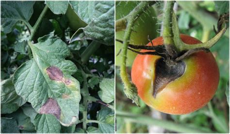 Tomato Blight How To Spot Treat And Prevent 3 Types Of Blight 2022