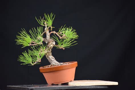 Progressionthursday Shohin Black Pine Bonsai