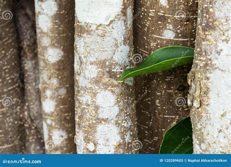 Beautiful Tree Bark Stock Image Image Of Beauty Pattern 120289605