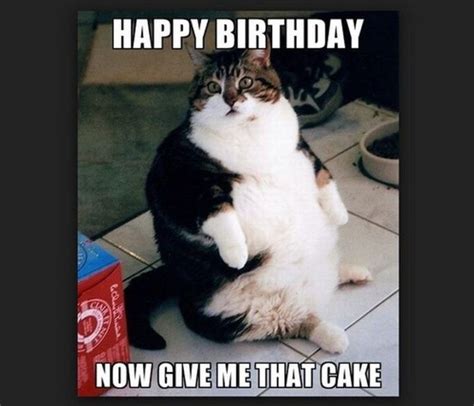 101 Funny Cat Birthday Memes Happy Birthday Now Give Me That Cake