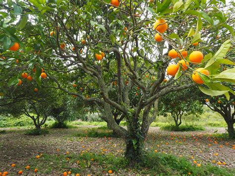 Orange trees on the terrace are a real spectacle! Top Considerations When Establishing New Citrus Groves in ...