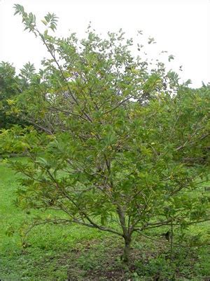 Plant Id Fruits Nuts Sugar Apple Florida Master Gardener