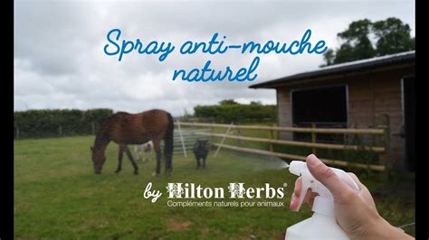 Diy Spray Anti Mouche Naturel Pour Chevaux By Hilton Herbs Youtube