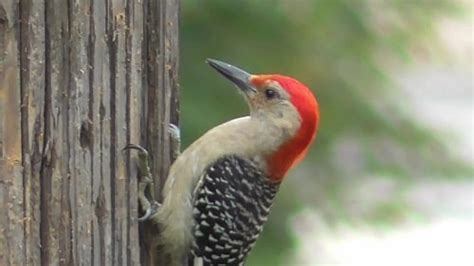 Red Bellied Woodpecker Nesting Feeding Mating Habits Answered