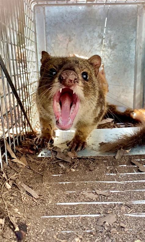 Spotted Tail Quoll Faqs — Mulligans Flat