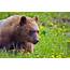 A Couple Of Grizzly Bear Pictures  PentaxForumscom