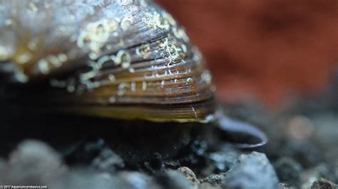 Nerite Snails Algae Eating Care Lifespan Eggs Video