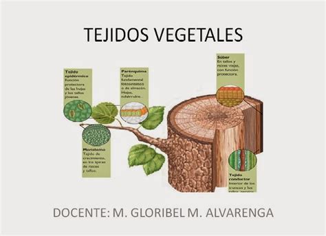 Biología Tejidos Vegetales
