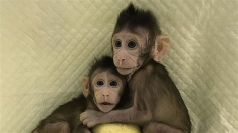 Científicos Chinos Crean Los Primeros Monos Clonados Con La Misma Técnica Que La Oveja Dolly