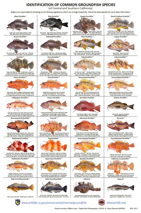 Canary Rockfish Or Vermillion Bloodydecks