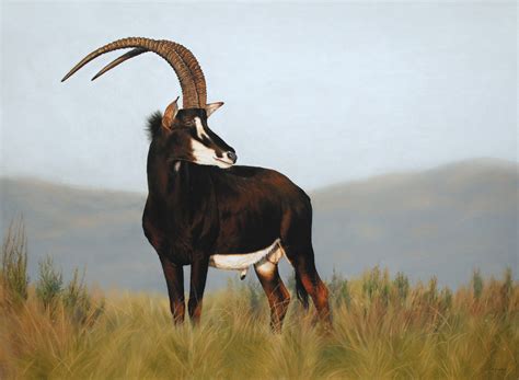 Sable Antelope Kurt Safari