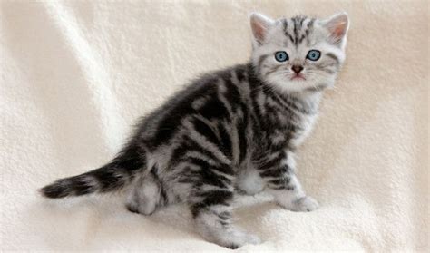 Contact us once you intend to adopt. British Blue Shorthair Kittens For Sale Near Me