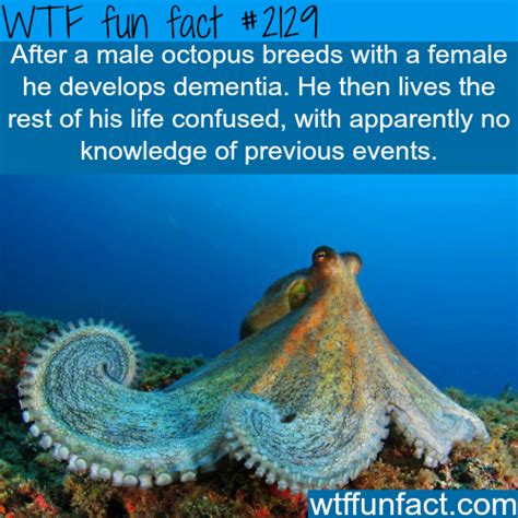 The 25 Best Octopus Facts Ideas On Pinterest Tiny Octopus Baby