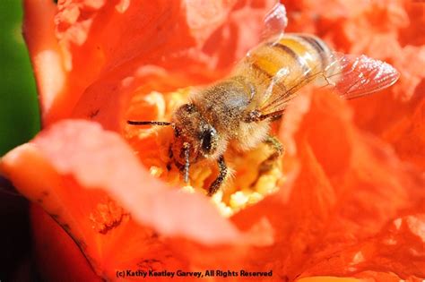 Celebrate The Bees On National Honey Bee Day Bug Squad Anr Blogs