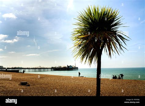 Seaside Palm Tree And Pier Brighton Uk Hi Res Stock Photography And