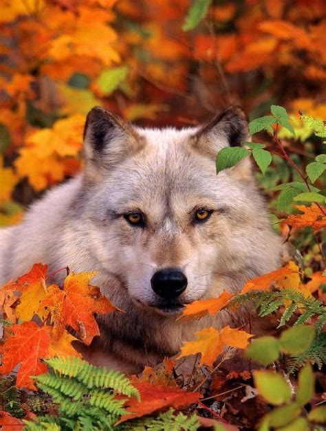 Wolf In Fall Leaves By Artist Unknown Wolf Love Wolf Pictures
