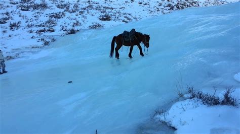 Horse Walking On Ice Frozen River Youtube