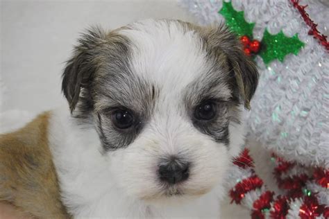 Ask questions and learn about havaneses at nextdaypets.com. Havanese Puppies for Sale - FL | Royal Flush Havanese