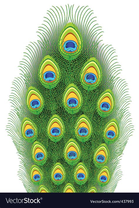 peacock feathers royalty free vector image vectorstock