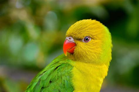 Birds Parrot Beak Animals Wallpapers Hd Desktop And