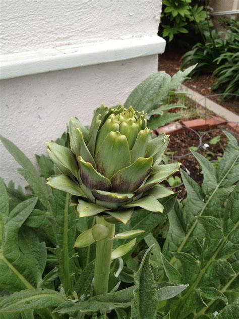 First Artichoke Of The Year Succulents Plants Garden