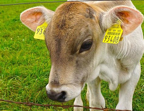 Umfrage Zur Trennung Von Kuh Und Kalb Brachte Interessante Ergebnisse