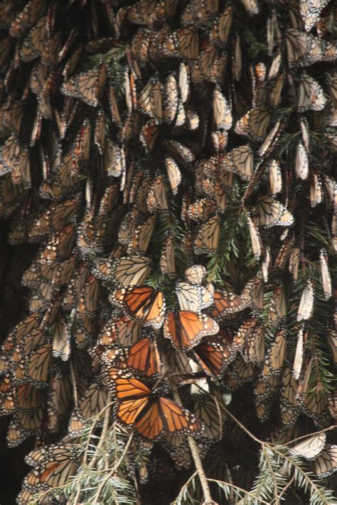 Protect The Monarch Butterfly Forest By Ellen Sharp Invironment