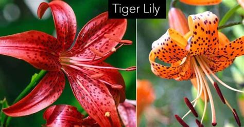 how to grow and care for tiger lily flower bulbs