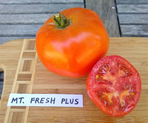 Tomato Varieties With Disease Resistance For Southern California Greg